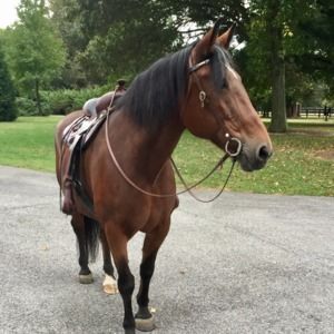 Meet your Posher, Pamela